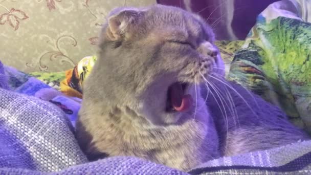 Kucing Lucu Mengigau Dan Menjilati Dirinya Sendiri Tempat Tidur Dengan — Stok Video