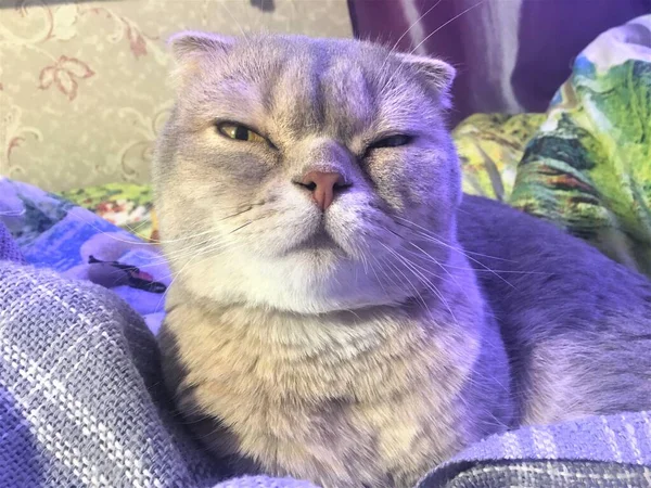 Beau Chat Écossais Gris Sur Lit Avec Couverture — Photo