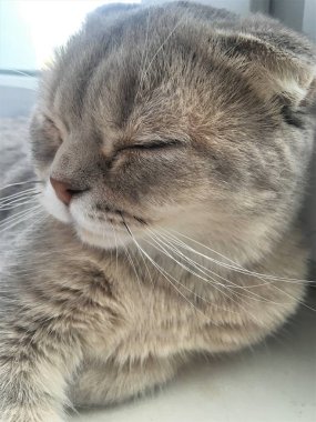 Güzel İskoç gri kedisi, gözleri kapalı.