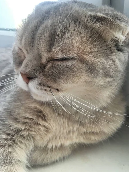 Mignon Chat Écossais Gris Avec Les Yeux Fermés — Photo