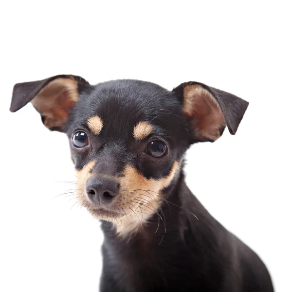 Toy terrier looking at camera isolated on white — Stock Photo, Image