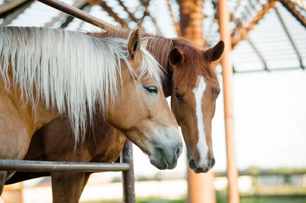 Zwei Pferde auf einem Bauernhof — Stockfoto