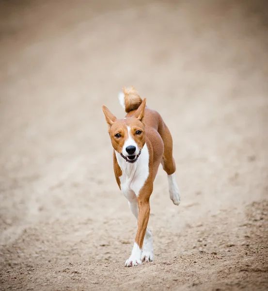 Ο σκύλος Basenji τρέχει — Φωτογραφία Αρχείου
