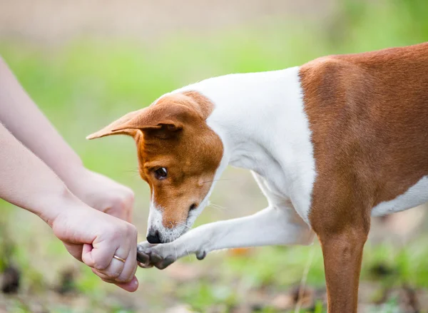 Honden gissingen die hand van de eigenaar verbergt traktaties — Stockfoto