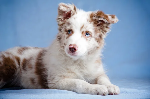 Gräns collie valp i studio — Stockfoto