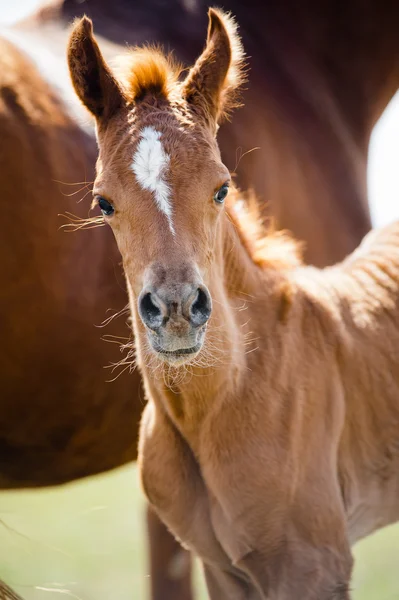 Niedliches arabisches Fohlen — Stockfoto