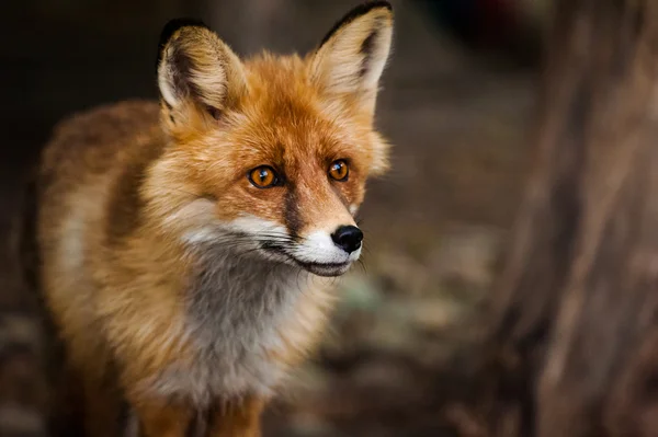 Retrato de raposa curioso — Fotografia de Stock