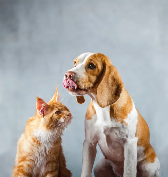 Kızıl köpek ve kedi — Stok fotoğraf