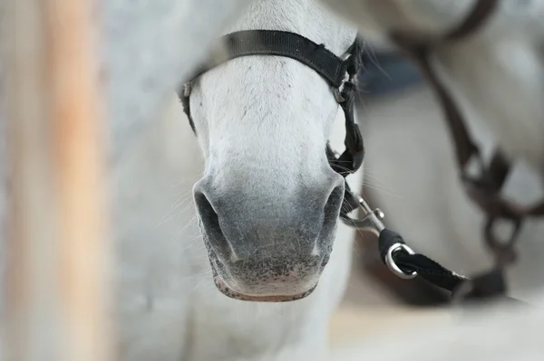 馬の鼻のクローズ アップ — ストック写真