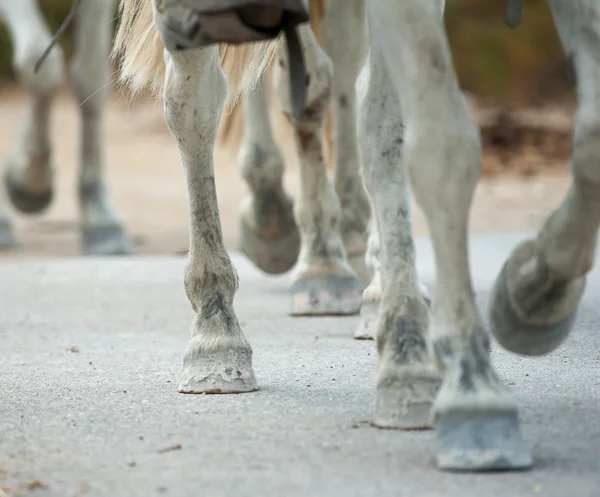 Horse hooves close up — Stock Photo, Image