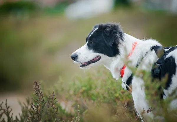 Frontière noir et blanc collie dans les champs d'été — Photo