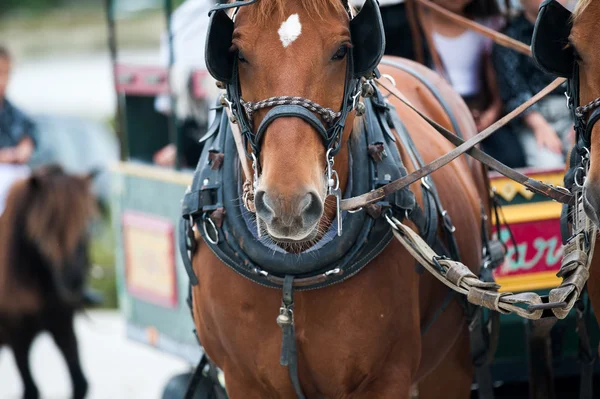 Paarden in vervoer — Stockfoto