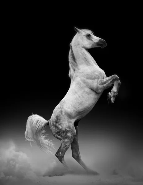 アラブ種馬飼育 — ストック写真