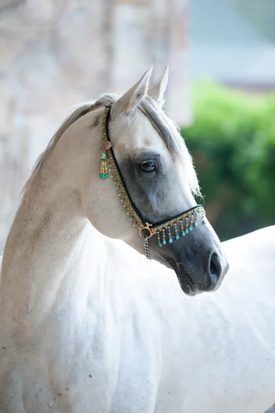 Arabian stallion porträtt — Stockfoto