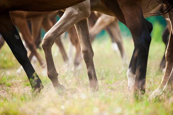 Gambe di cavalli in estate — Foto Stock