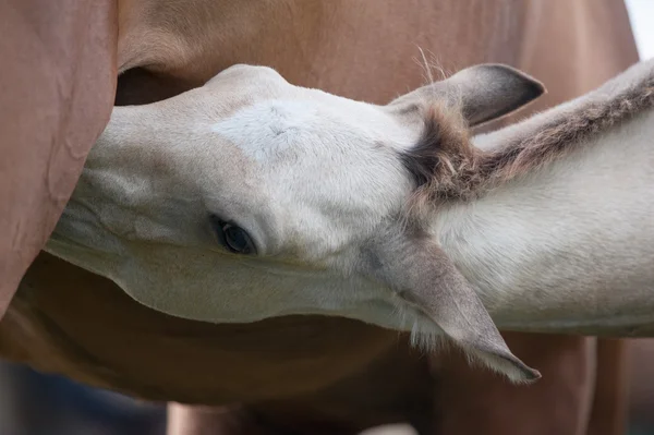 Akhal-teke foal feeding, closeup — Stock Photo, Image