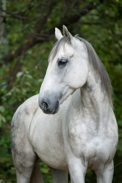 Hermoso trotter Orlov — Foto de Stock