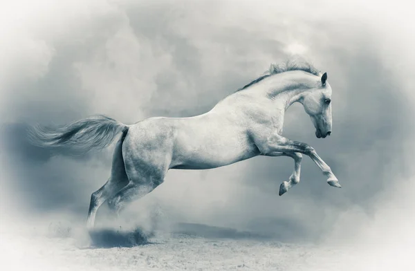 Silver White Stallion Dust Toned Image Blue — Stock Photo, Image