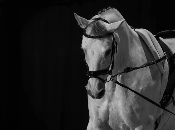 Graues Pferd Munition Drinnen Schwarz Weiß Foto — Stockfoto