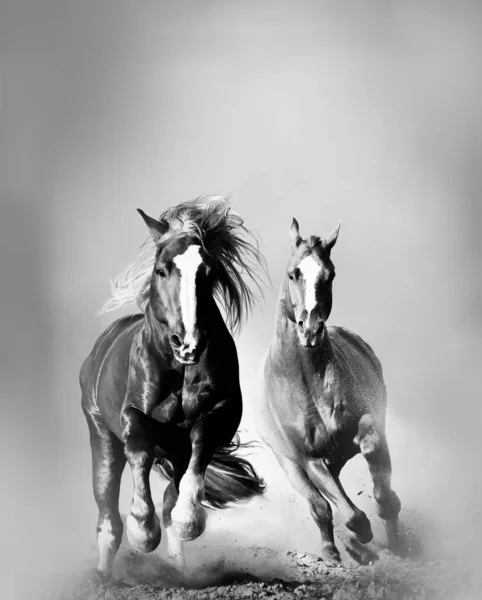 两匹野马在尘土中跑在一起 前视镜 单色图像 — 图库照片