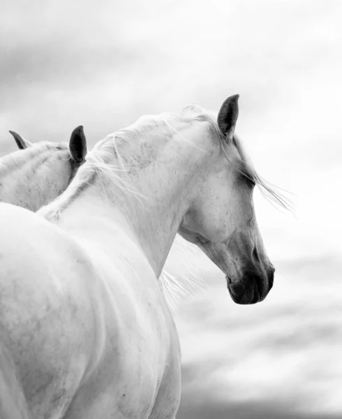 Dos Caballos Blancos Día Del Tiempo Monocromo — Foto de Stock