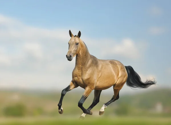 Dun Akhal Teke Garanhão Correndo Galope Natureza — Fotografia de Stock