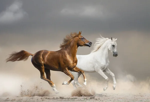 Arabische Pferde Rennen Wild Gegen Den Stürmischen Himmel Der Wüste — Stockfoto