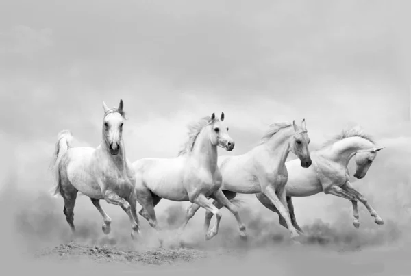 Cavalos Brancos Correndo Selvagem Foto Monocromática — Fotografia de Stock