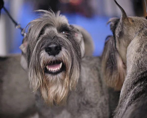 Niedliche Schnauzer Hunde Auf Einer Hundeschau Großaufnahme — Stockfoto