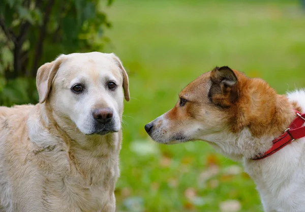 Dos Perros Lindos Paseo Verano Comunicándose — Foto de Stock