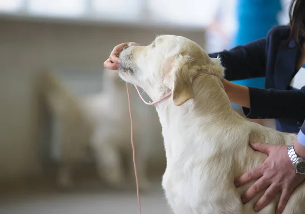 Cão Show Cão Sendo Examinado Por Especialista — Fotografia de Stock