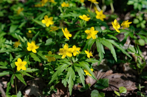 Yellow Anemone Anemonoides Ranunculoides Flowers Spring Time Wood — Stock Photo, Image