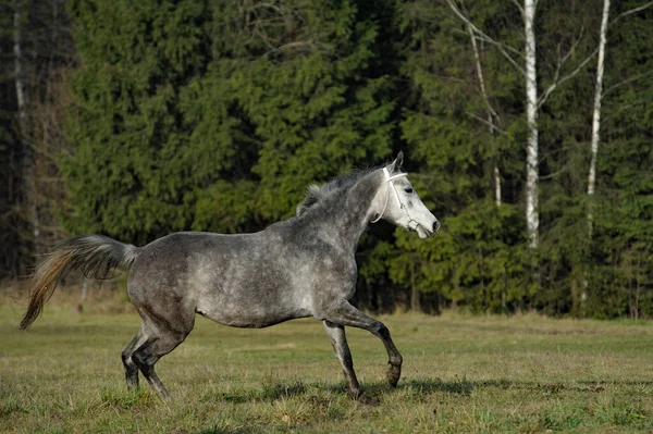 場内を走るホルターの灰色の馬 — ストック写真