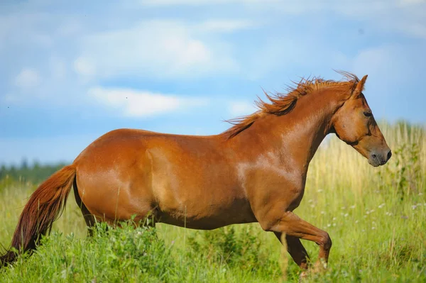 Caballo Castaño Corriendo Campo — Foto de Stock