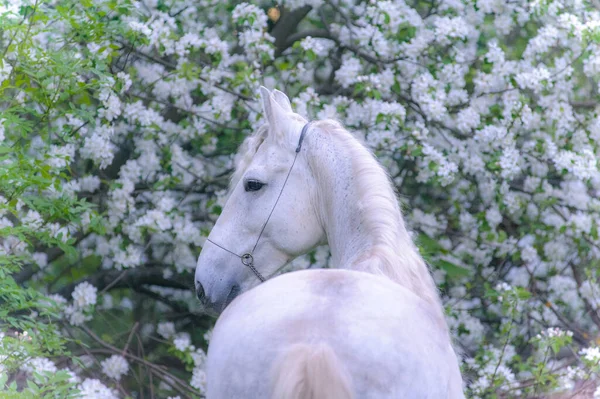 柔らかいトーンの背景に咲く木と美しい柔らかい馬 — ストック写真