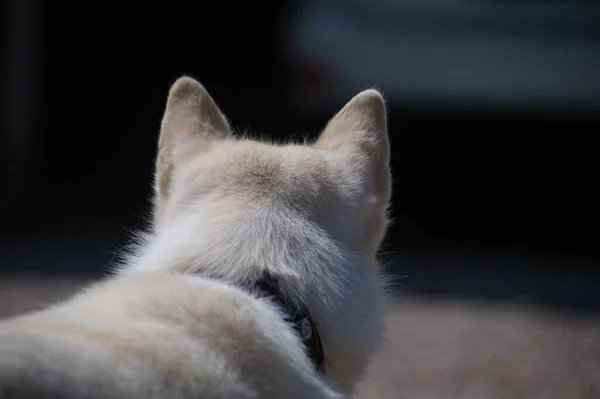 Orejas Husky Siberiano Cerca Vista Desde Parte Posterior —  Fotos de Stock