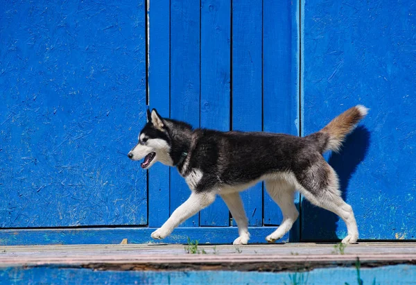 Piękny Czarno Biały Syberyjski Husky Biegnący Pod Kolorową Niebieską Ścianą — Zdjęcie stockowe