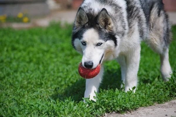 Lindo Perro Husky Siberiano Sosteniendo Juguete Fresa —  Fotos de Stock