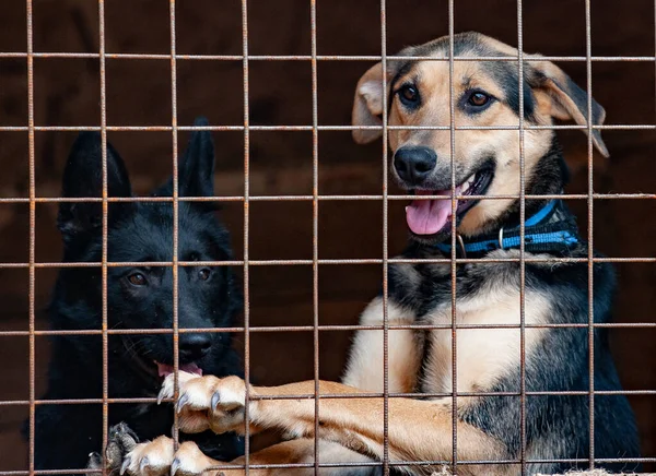 Streunende Hunde Warten Tierheim Käfig Auf Die Adoption — Stockfoto