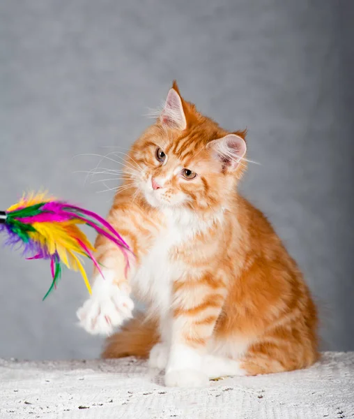 Kırmızı Kürklü Rakun Kedi Oyuncakla Oynuyor Stüdyo Çekimi — Stok fotoğraf