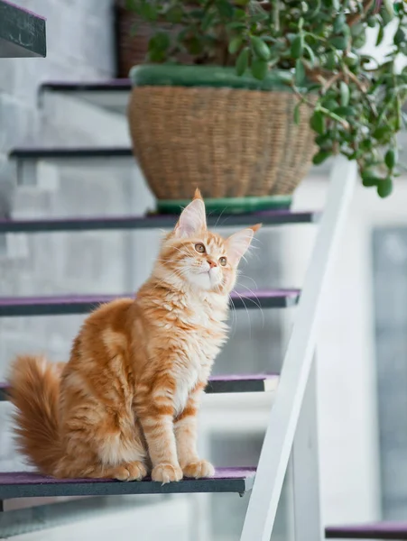 Manis Maine Coon Kucing Dalam Ruangan Tampak Penasaran — Stok Foto