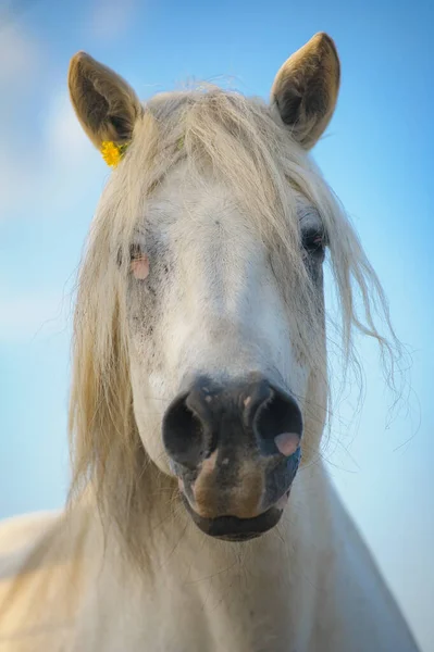 Retrato Cavalo Branco Com Pouca Flor Atrás Orelha — Fotografia de Stock