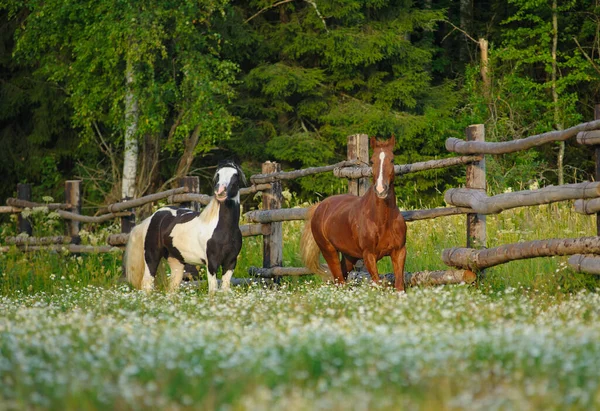 Vackra Hästar Tidigt Morgonen Skogen Betar — Stockfoto