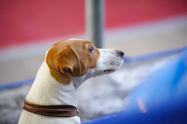 Bonito Jack Russel Cão Retrato Dentro Casa — Fotografia de Stock