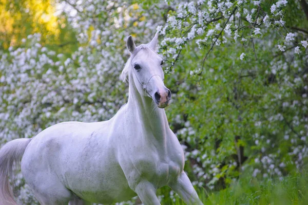 Vacker Vit Häst Som Springer Äppelträdgård Maj — Stockfoto