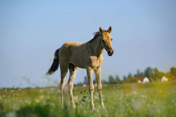 Bonito Potro Pequeno Akhal Teke Campo Verão Posando Dia Ensolarado — Fotografia de Stock