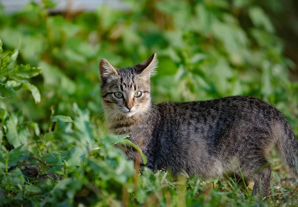 Jeune Chat Sauvage Mignon Dans Verdure Été — Photo