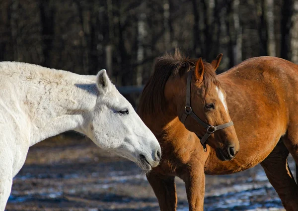 冬の日に2頭の美しい馬が通信する — ストック写真