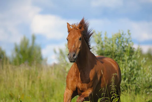 Kaštanový Kůň Běží Tryskem Pohled Zepředu Poli — Stock fotografie