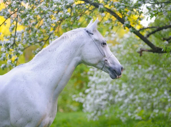 Beautiful White Horse Portrait Apple Garden — Stock Photo, Image